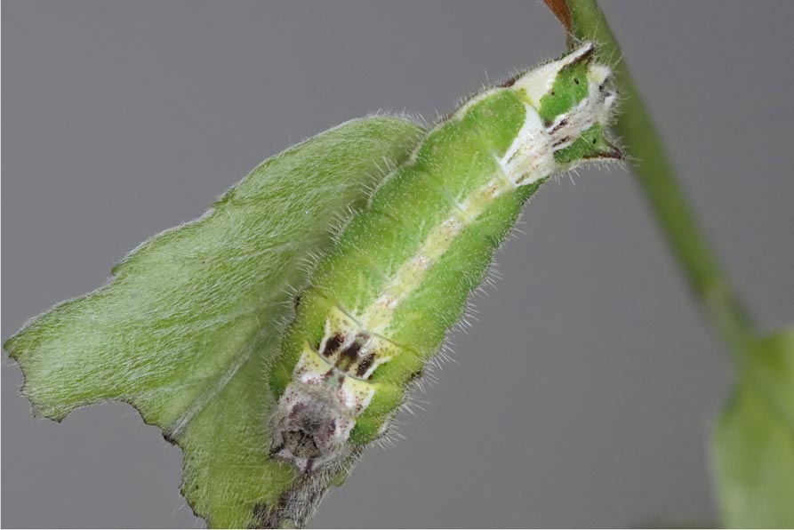 ウラミスジシジミ(ダイセンシジミ) 岩手県産
