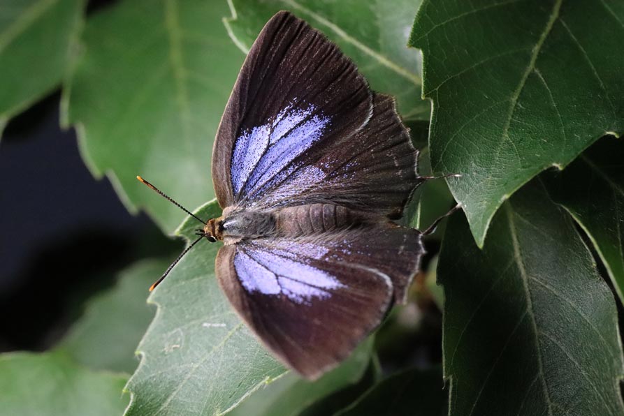 ウラミスジシジミ(ダイセンシジミ) 岩手県産
