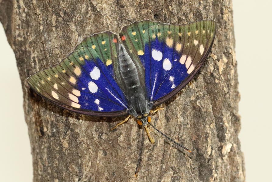 別売り可能】1ペア モルフォオオムラサキ（滋賀県産） 【公式通販】