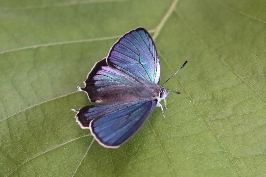 ウラジロミドリシジミ 大分県産