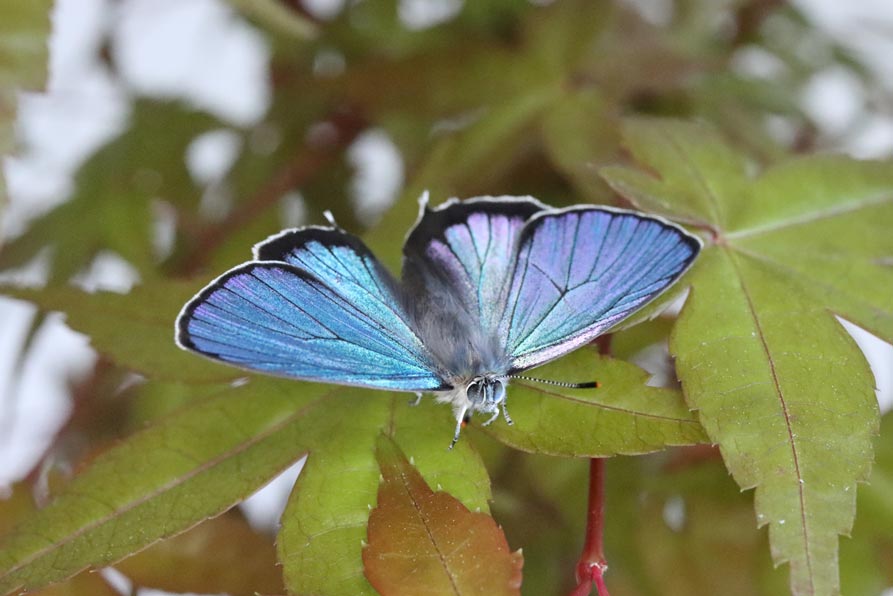 ウラジロミドリシジミ 大分県産